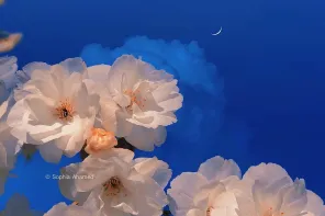《花与月》加拿大摄影师sophiaahamed