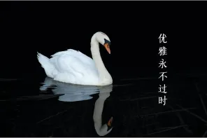 优雅永不过时——天鹅产品语义参考