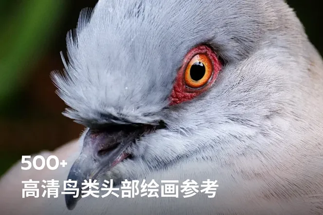 500 张高清鸟类头部参考