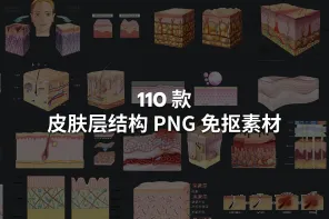 110 款皮肤层结构 PNG 免抠素材
