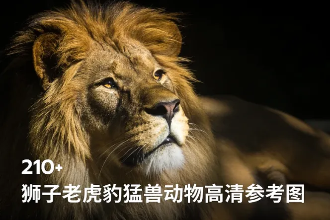 213 张狮子老虎豹猛兽动物高清参考图