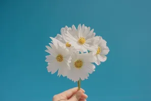 审美积累丨推荐一位只拍摄花的日本摄影师：86ca86